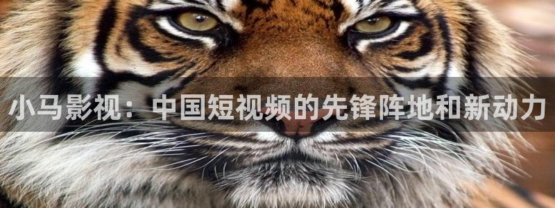西瓜东营